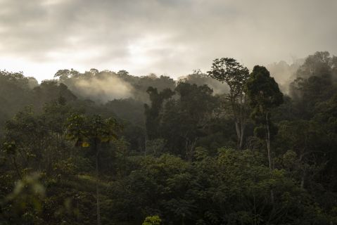 Trees in an area of dense primary forest in Nyanga, Gabon. Forests serve as major carbon sinks. Photographer: Guillem Sartorio/Bloomberg