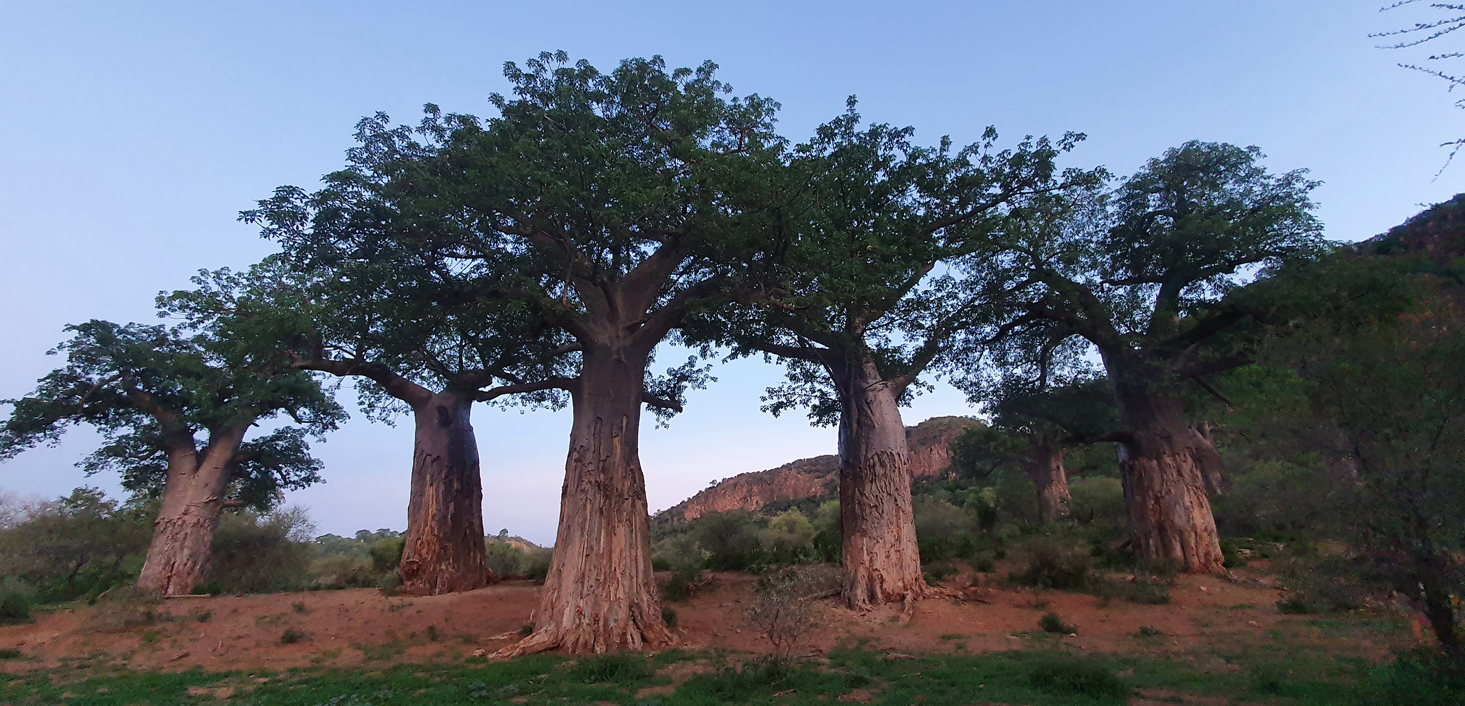 baobab trees, Pafuri Triangle