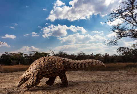 SA photographer Brent Stirton’s chilling series: ‘Pangolins in Crisis’
