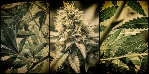 Lesotho: Cannabis producer seeks global partners