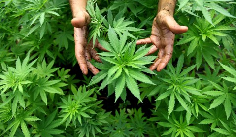 Canada Senate passes bill legalizing recreational marijuana