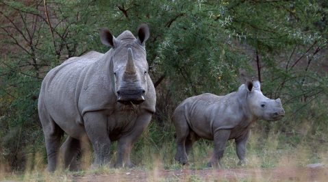 Scientists create embryos, hope to save near-extinct rhino