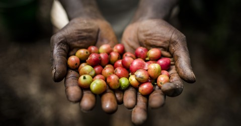 Kenya’s coffee industry reels under organised theft onslaught
