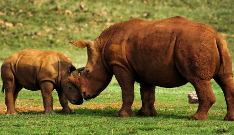 Rhino sale bombshell hidden in new draft regulations