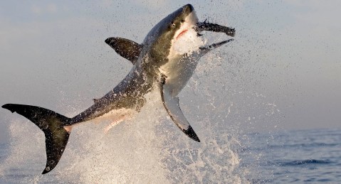 South African shark meat could be poisoning Australians