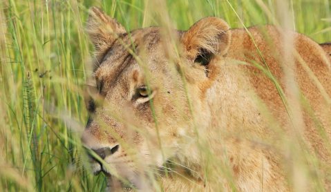 Trophy hunting fuels Asian lion bone trade