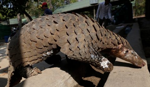 Cross-border investigation: Pangolin poaching in Africa and trafficking to Asia