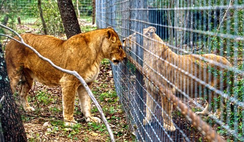 Government kicks the can forward yet again as the fate of thousands of lions remains in limbo