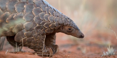 Plunder in the wild: We need to scale up on pangolin protection