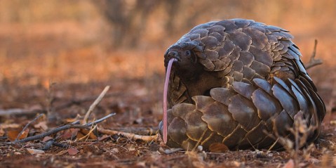 Scaling up protection of Earth’s most heavily poached and trafficked mammal